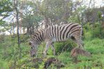 safrica03_image18.jpg